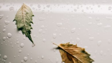 أسبوع المناخ